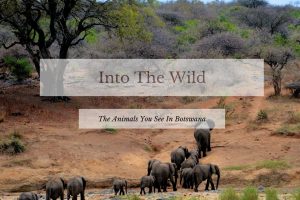 Botswana: Exciting Wildlife You Will See