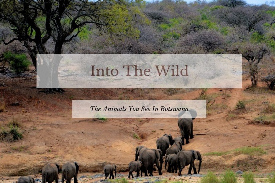 Botswana: Exciting Wildlife You Will See