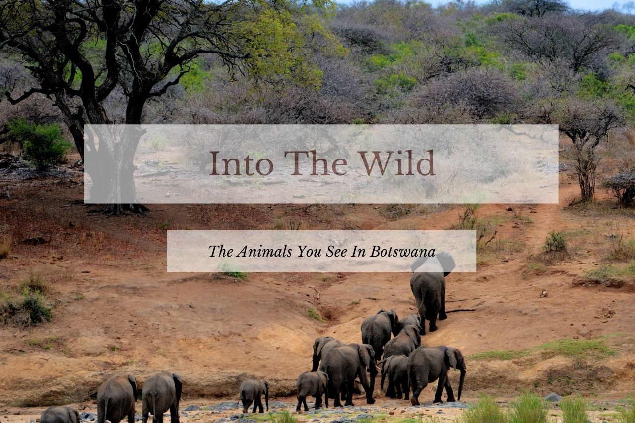 Into The Wild: The Animals You See In Botswana